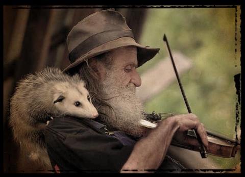 fiddle-possum