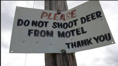 shoot-deer-motel